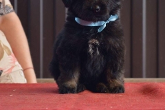 Gartsberg A 38 days girl blue ribbon