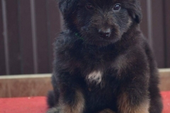 Gartsberg A Gartsberg A 38 days girl green ribbon Aira