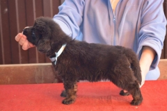 Gartsberg A 38 days girl blue ribbon