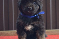 Gartsberg A 38 days boy blue ribbon