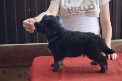 Gartsberg A 38 days boy blue ribbon