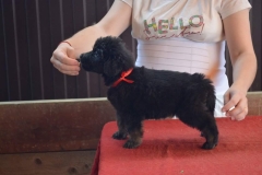 Gartsberg A 38 days girl red ribbon (Anahita)