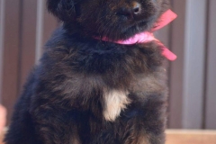 Gartsberg A 38 days girl pink ribbon