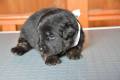 Hof Garc 1 male-black-and-tan