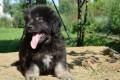 Hof Garc male-black-and-tan 1