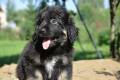 Hof Garc male-black-and-tan _2