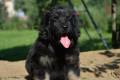 Hof Garc male-black-and-tan  3