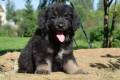 Hof Garc male-black-and-tan  4