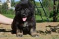 Hof Garc male-black-and-tan  5
