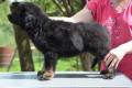 Hof Garc female-black-and-tan 6 1 4/08/2015