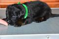 Hof Garc 2 male-black-and-tan