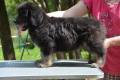 Hof Garc male-black-and-tan 1 4/08/2015