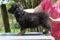 Hof Garc male-black-and-tan 2 4/08/2015