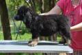 Hof Garc male-black-and-tan 3- 4/08/2015