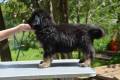 Hof Garc male-black-and-tan 4- 4/08/2015