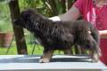Hof Garc male-black-and-tan 5- 4/08/2015
