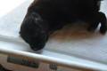 Hof Garc  3-male-black-and-tan