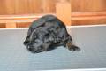 Hof Garc male-black-and-tan 3