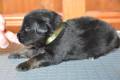 Hof Garc male-black-and-tan 4