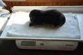 Hof Garc  5-male-black-and-tan