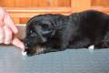 Hof Garc male-black-and-tan 5