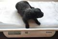 Hof Garc  6-female-black-and-tan