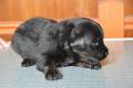 Hof Garc  female-black-and-tan 6