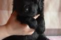 Hof-Garc-Odin-Overbearing-10-days