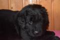 Hof-Garc-Odin-Overbearing-head11.05.2013