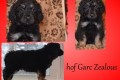 Hof Garc Zealous