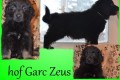 Hof Garc Zeus