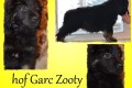 Hof Garc Zooty