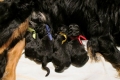 Hof Garc litter E