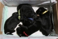 Hof Garc litter E