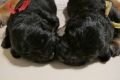 Hof Garc litter E