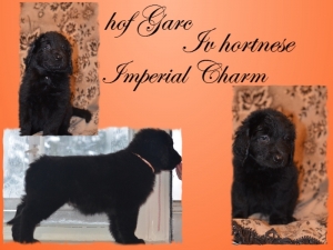 imperial-Charm