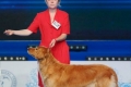 Bob veteran hovawart