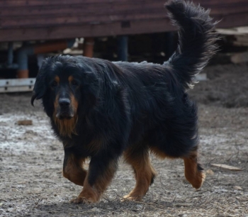 Zeal 7.5years (4.04.2019) Hof Garc Zeal Sublime
