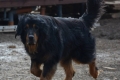 Zeal 7.5years (4.04.2019) Hof Garc Zeal Sublime